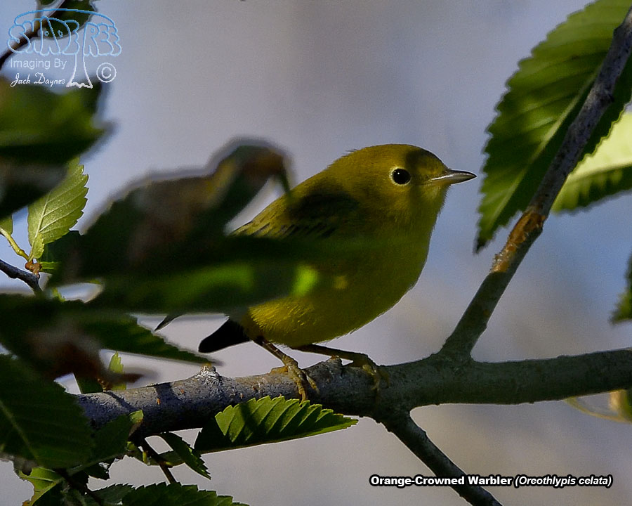 Orange-Crowned Warbler - Oreothlypis celata