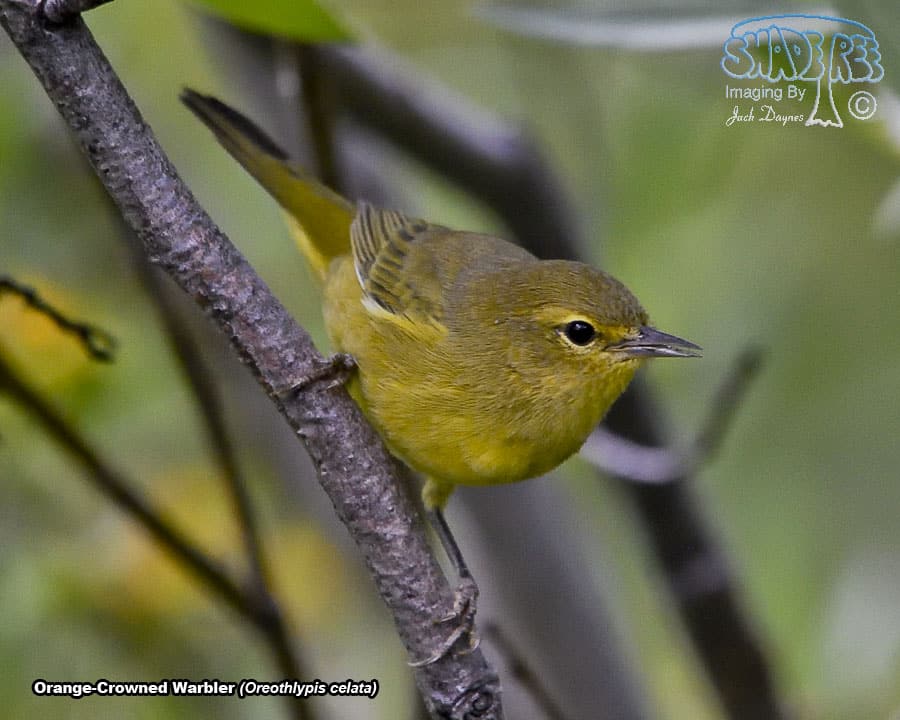 Orange-Crowned Warbler - Oreothlypis celata