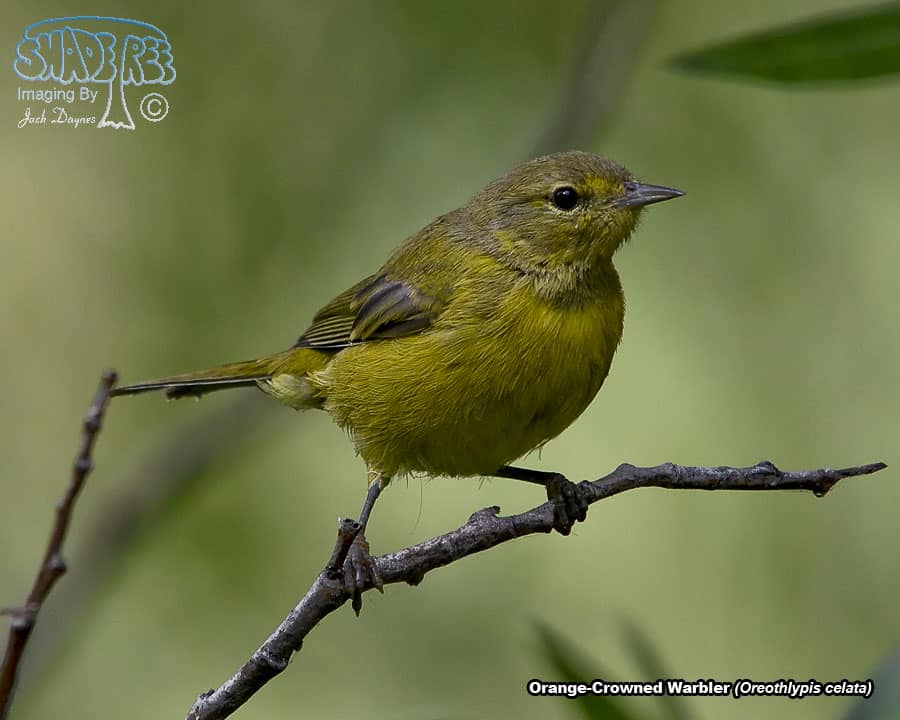 Orange-Crowned Warbler - Oreothlypis celata