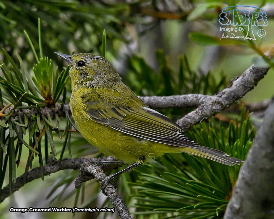 Orange-Crowned Warbler - Oreothlypis celata