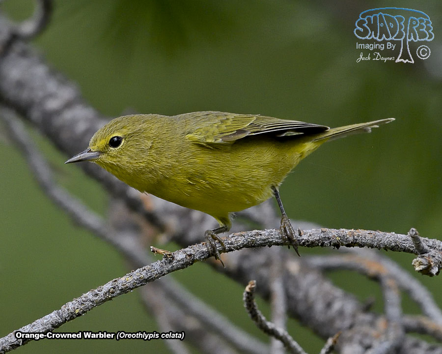 Orange-Crowned Warbler - Oreothlypis celata