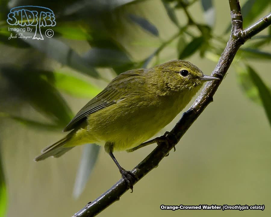 Orange-Crowned Warbler - Oreothlypis celata