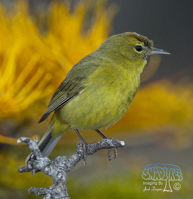 Orange-Crowned Warbler - Oreothlypis celata