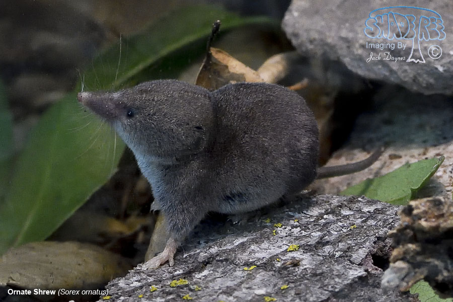 Ornate Shrew - Sorex ornatus