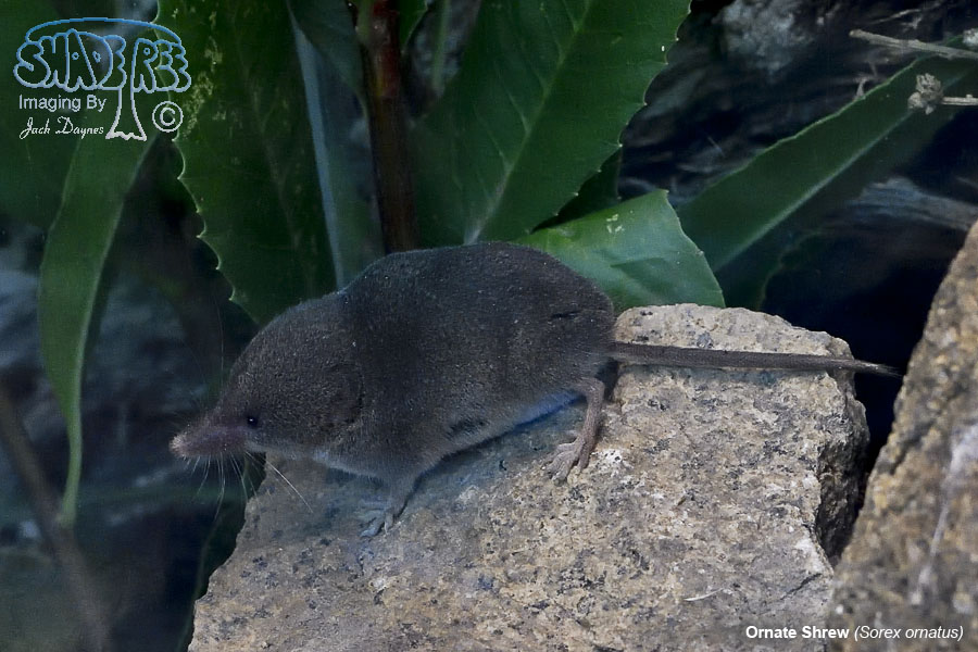 Ornate Shrew - Sorex ornatus