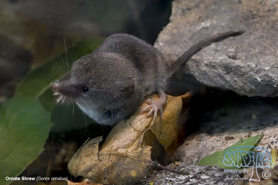 Ornate Shrew - Sorex ornatus