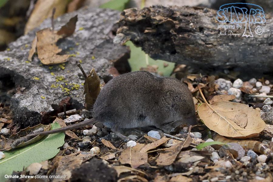 Ornate Shrew - Sorex ornatus