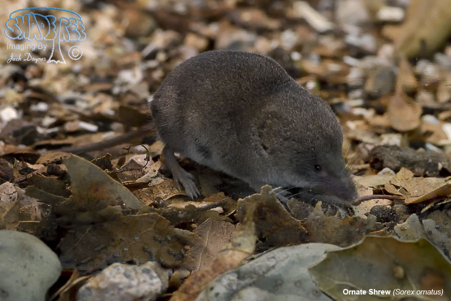 Ornate Shrew - Sorex ornatus