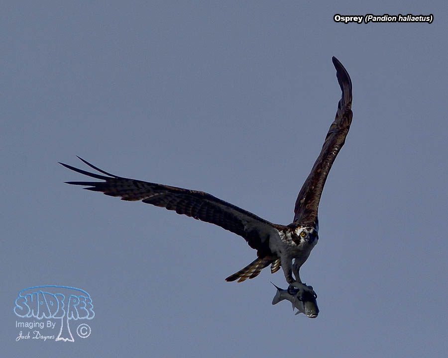 Osprey - Pandion haliaetus