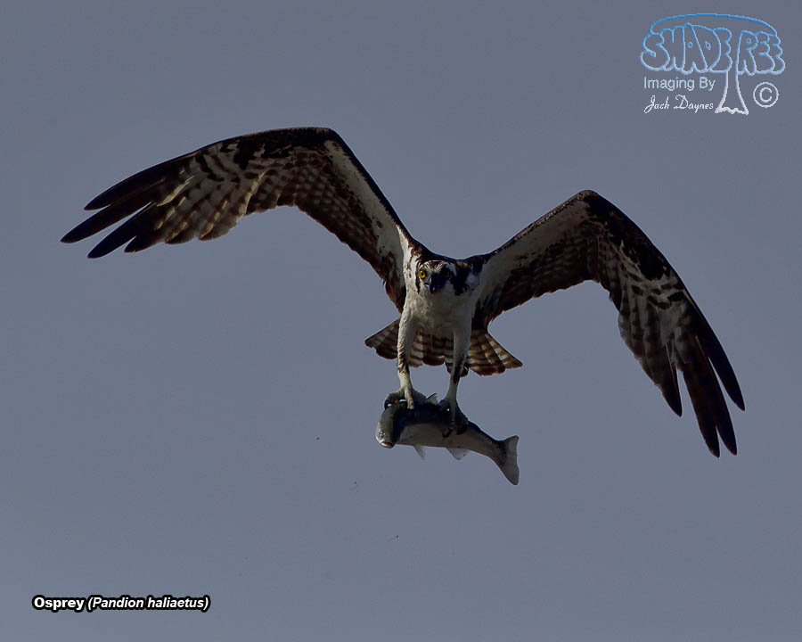 Osprey - Pandion haliaetus