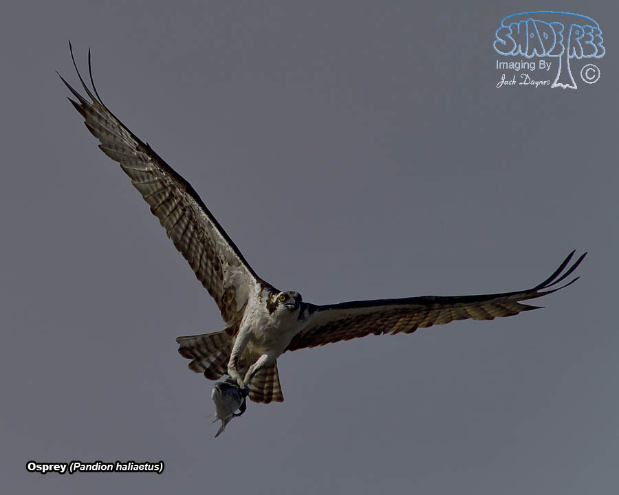 Osprey - Pandion haliaetus