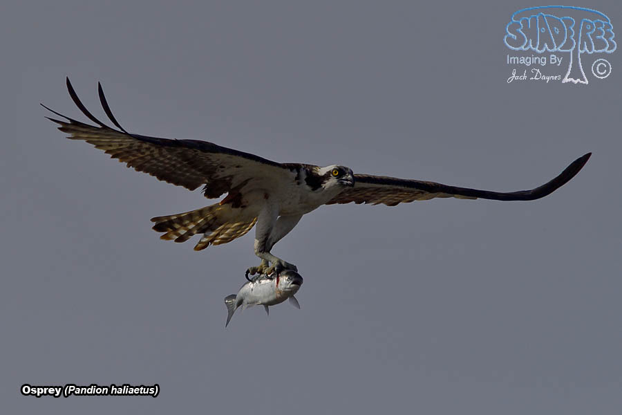 Osprey - Pandion haliaetus