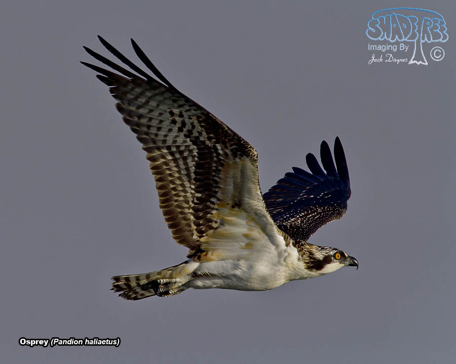 Osprey - Pandion haliaetus