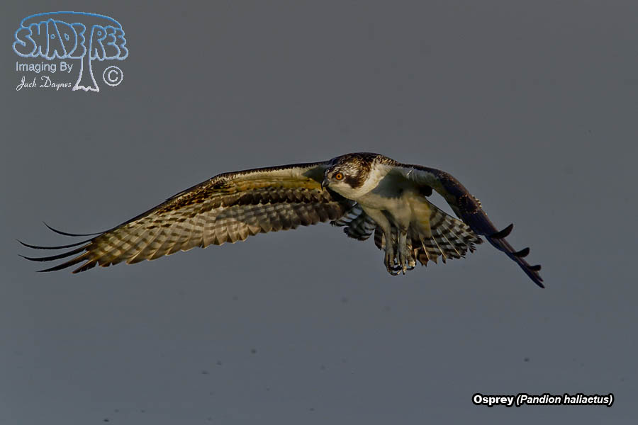 Osprey - Pandion haliaetus