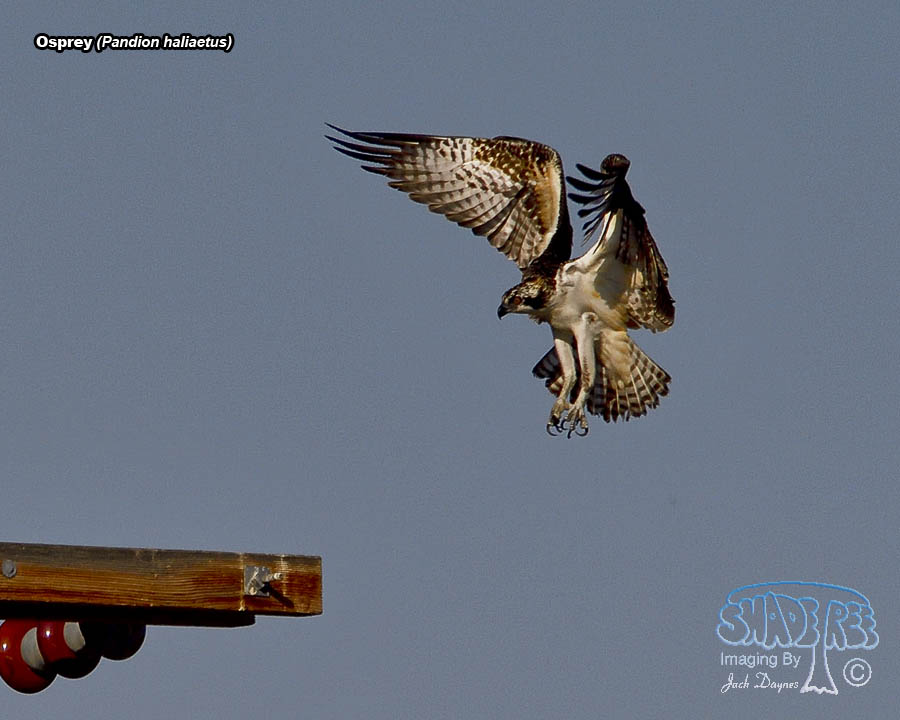 Osprey - Pandion haliaetus