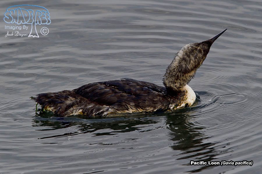 Pacific Loon - Gavia pacifica