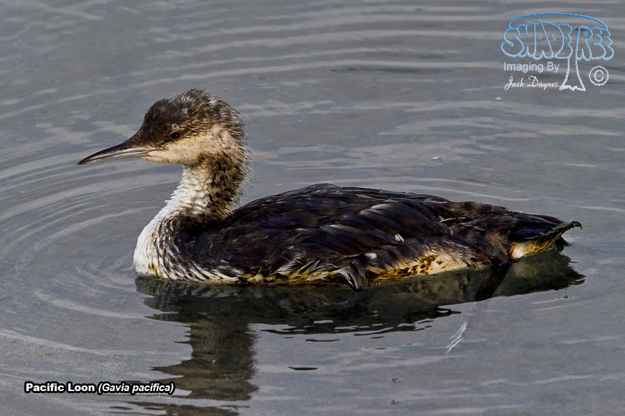 Pacific Loon - Gavia pacifica
