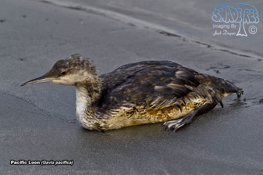 Pacific Loon - Gavia pacifica