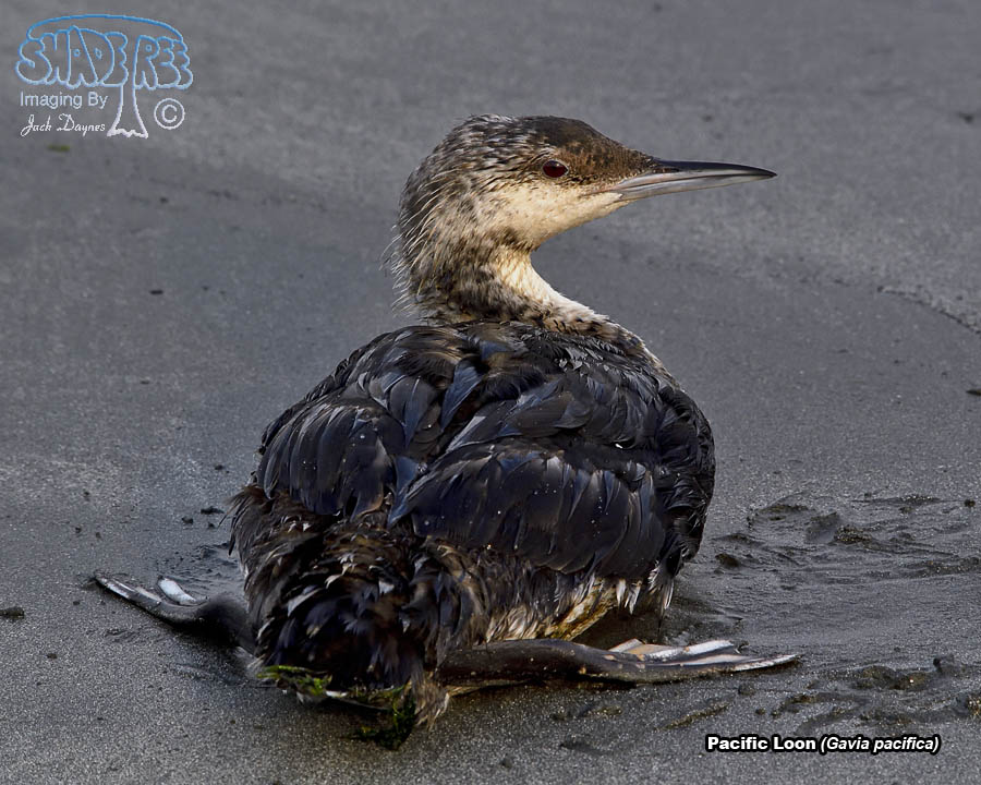Pacific Loon - Gavia pacifica