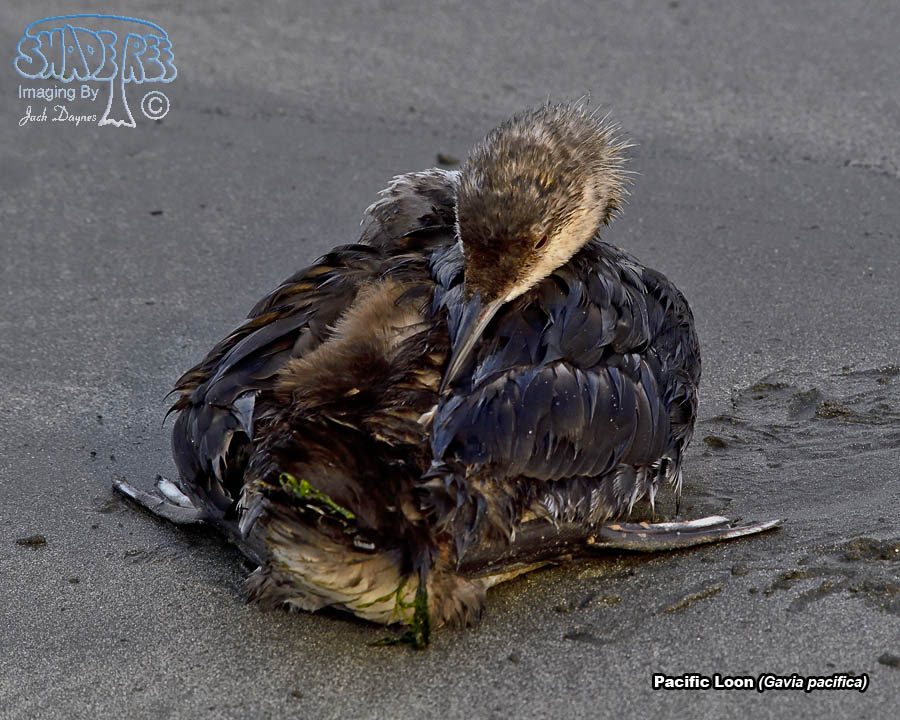 Pacific Loon - Gavia pacifica