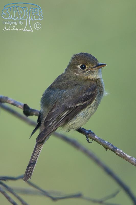Pacific-Slope Flycatcher - Empidonax difficilis