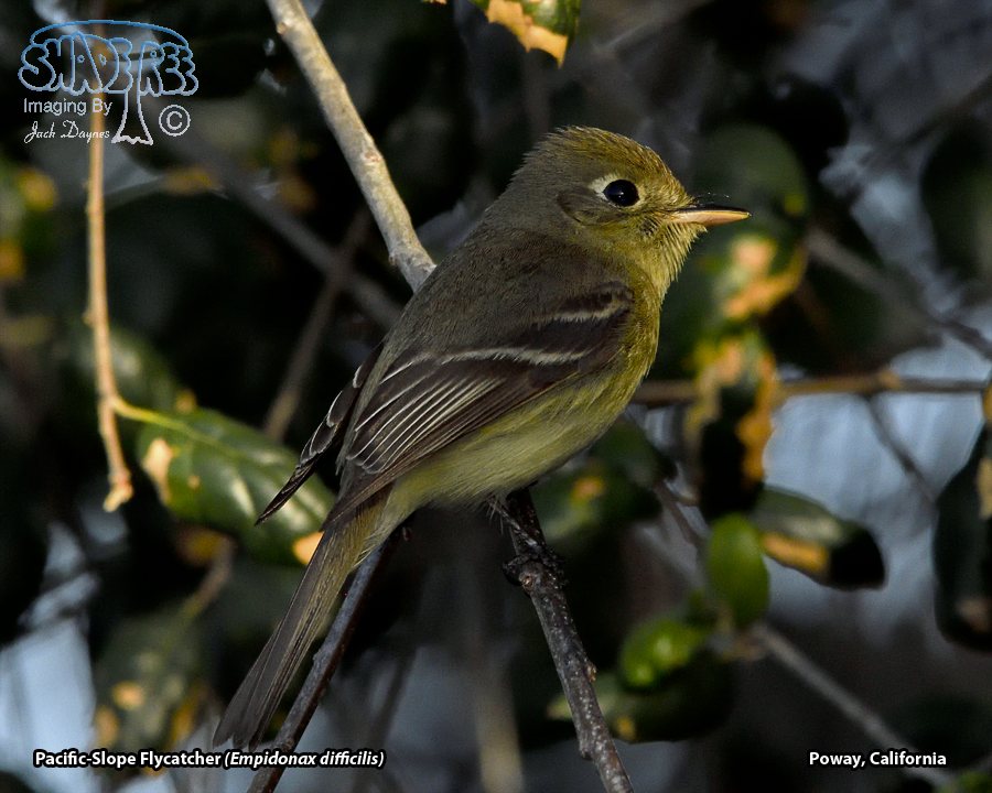 Pacific-Slope Flycatcher - Empidonax difficilis