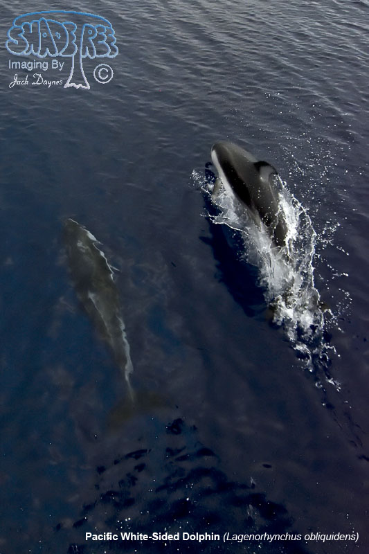 Pacific White-Sided Dolphin - Lagenorhynchus obliquidens