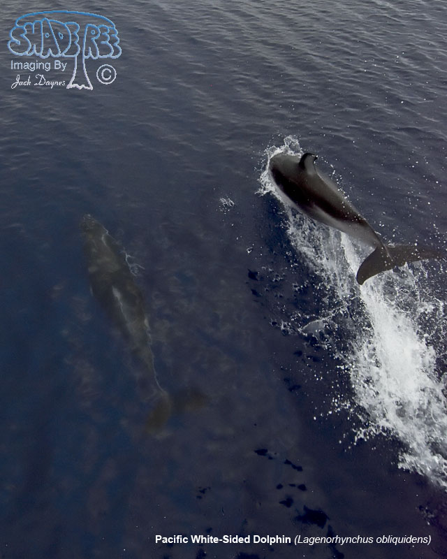 Pacific White-Sided Dolphin - Lagenorhynchus obliquidens