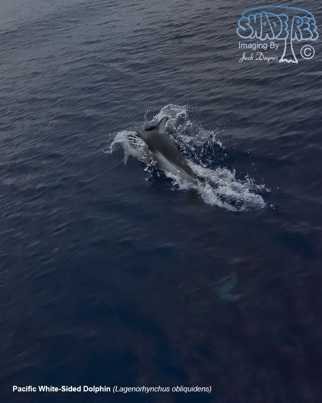 Pacific White-Sided Dolphin - Lagenorhynchus obliquidens
