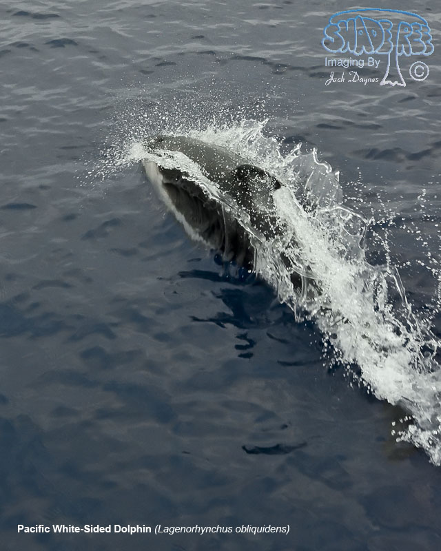 Pacific White-Sided Dolphin - Lagenorhynchus obliquidens