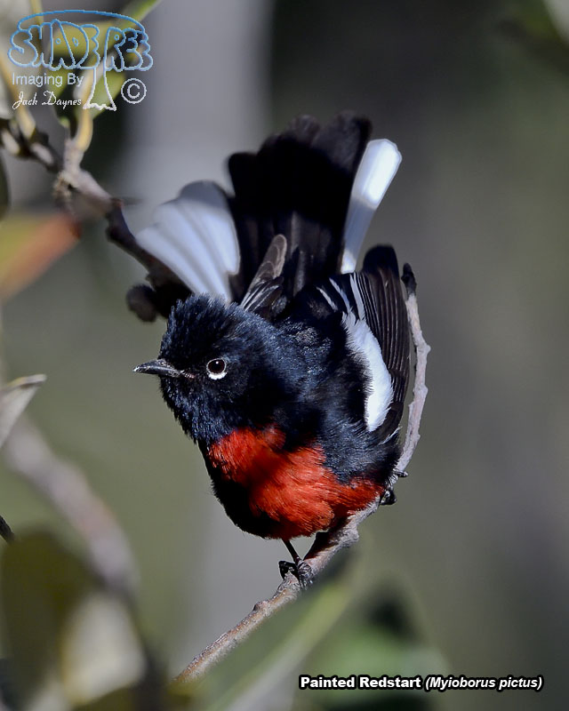 Painted Redstart - Myioborus pictus