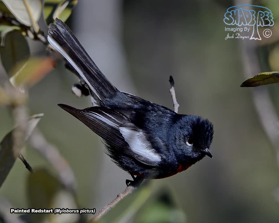 Painted Redstart - Myioborus pictus