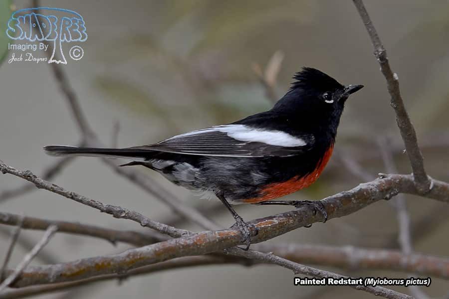 Painted Redstart - Myioborus pictus