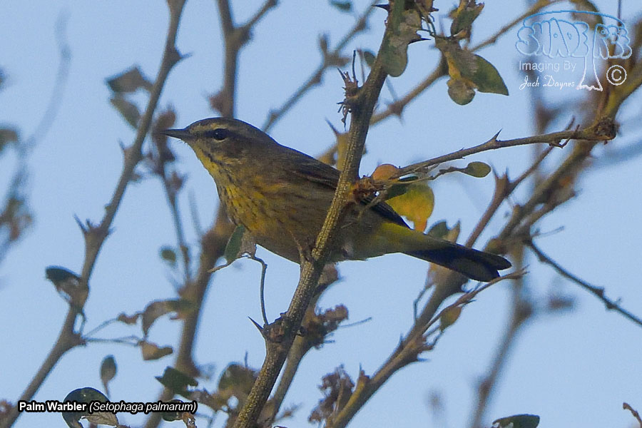 Palm Warbler - Setophaga palmarum