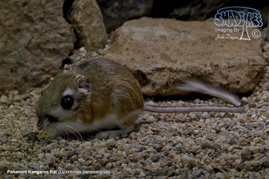 Panamint Kangaroo Rat - Dipodomys panamintinus
