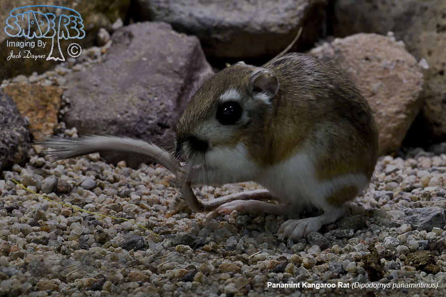 Panamint Kangaroo Rat - Dipodomys panamintinus