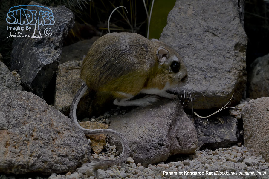 Panamint Kangaroo Rat - Dipodomys panamintinus