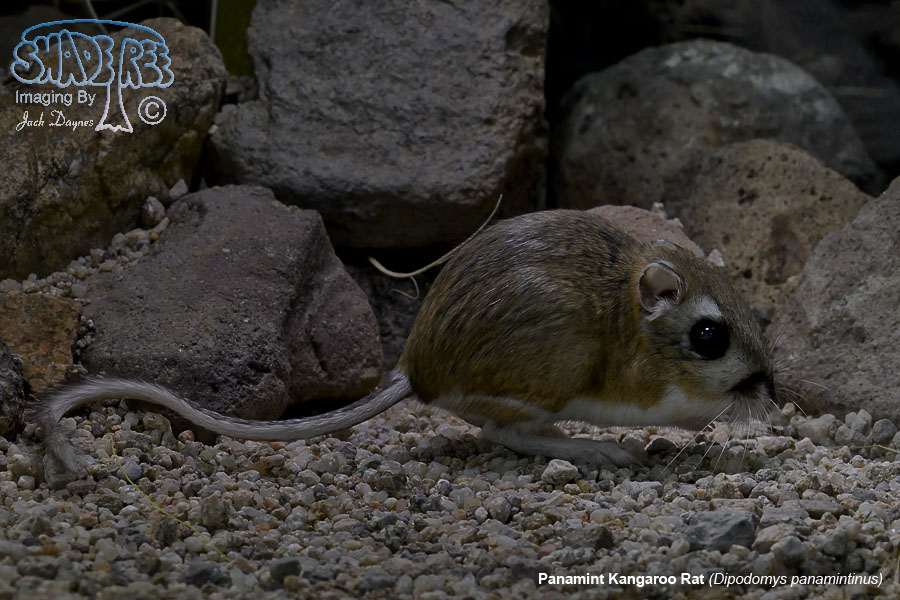 Panamint Kangaroo Rat - Dipodomys panamintinus