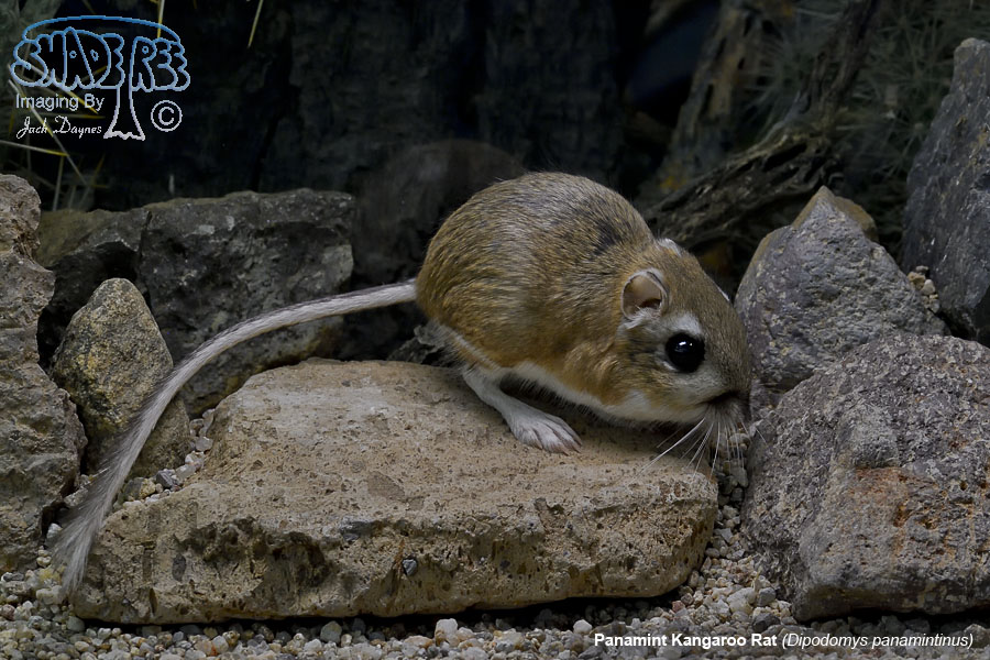 Panamint Kangaroo Rat - Dipodomys panamintinus