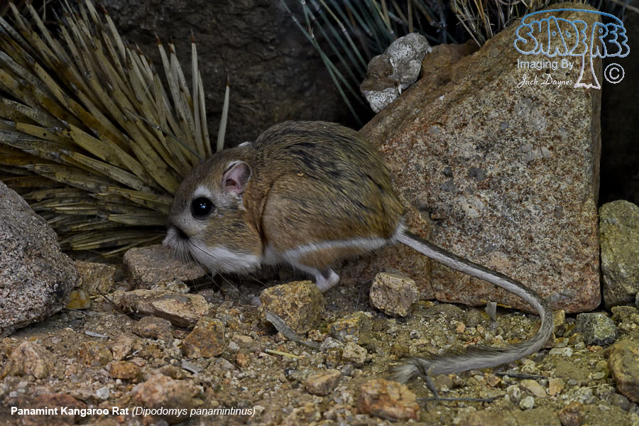 Panamint Kangaroo Rat - Dipodomys panamintinus