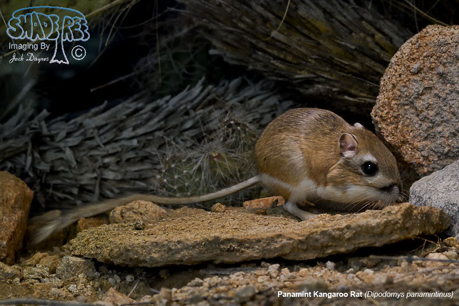 Panamint Kangaroo Rat - Dipodomys panamintinus