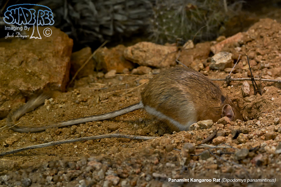 Panamint Kangaroo Rat - Dipodomys panamintinus