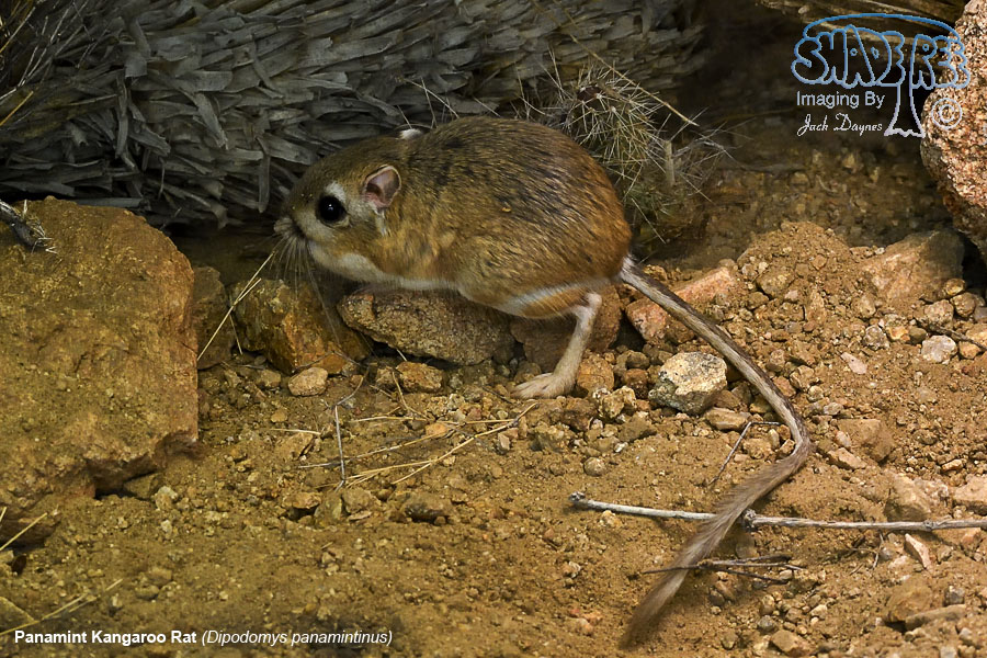 Panamint Kangaroo Rat - Dipodomys panamintinus
