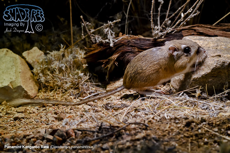 Panamint Kangaroo Rat - Dipodomys panamintinus