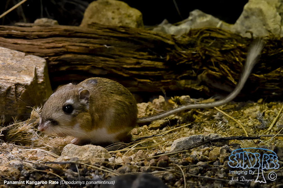 Panamint Kangaroo Rat - Dipodomys panamintinus