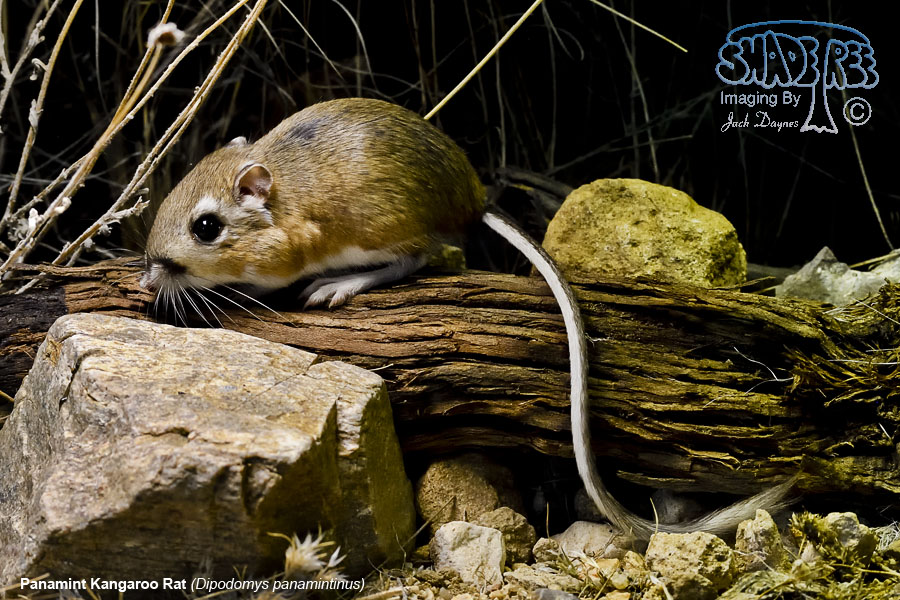 Panamint Kangaroo Rat - Dipodomys panamintinus