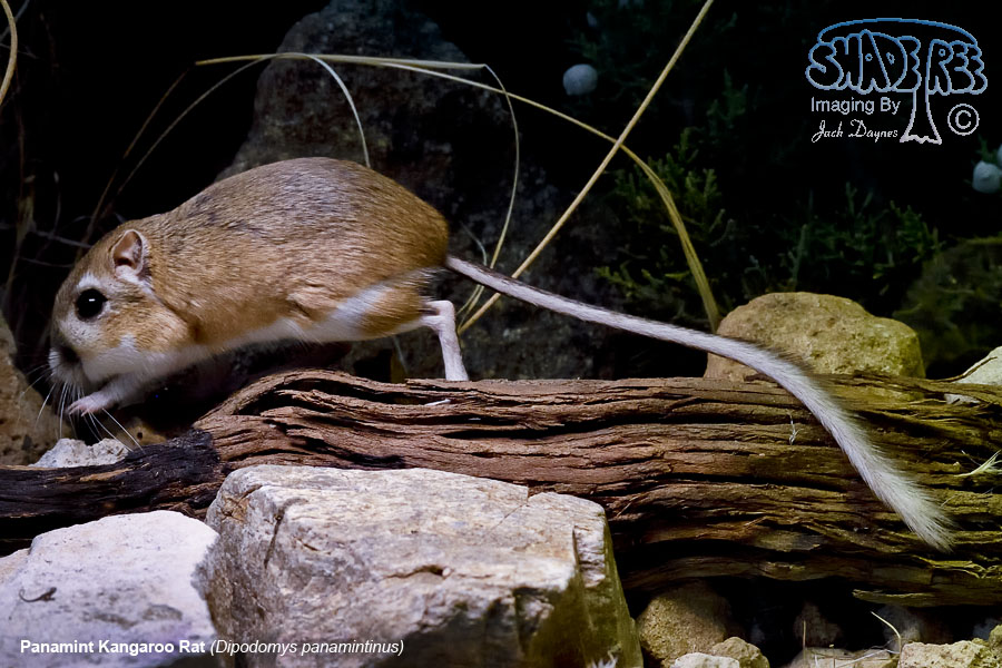 Panamint Kangaroo Rat - Dipodomys panamintinus