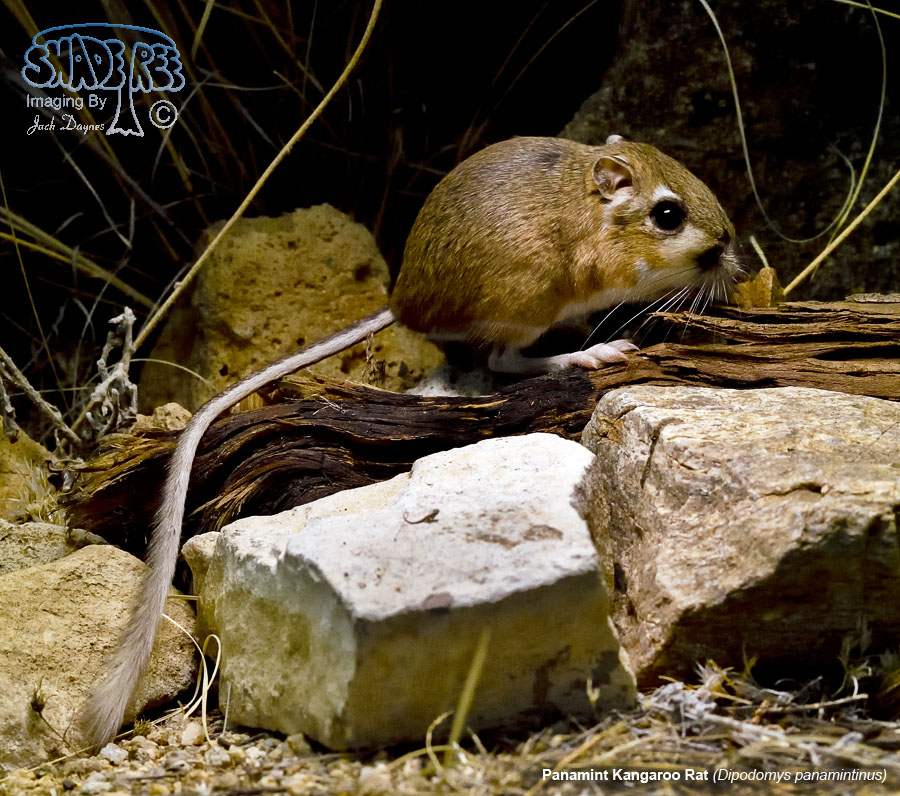 Panamint Kangaroo Rat - Dipodomys panamintinus