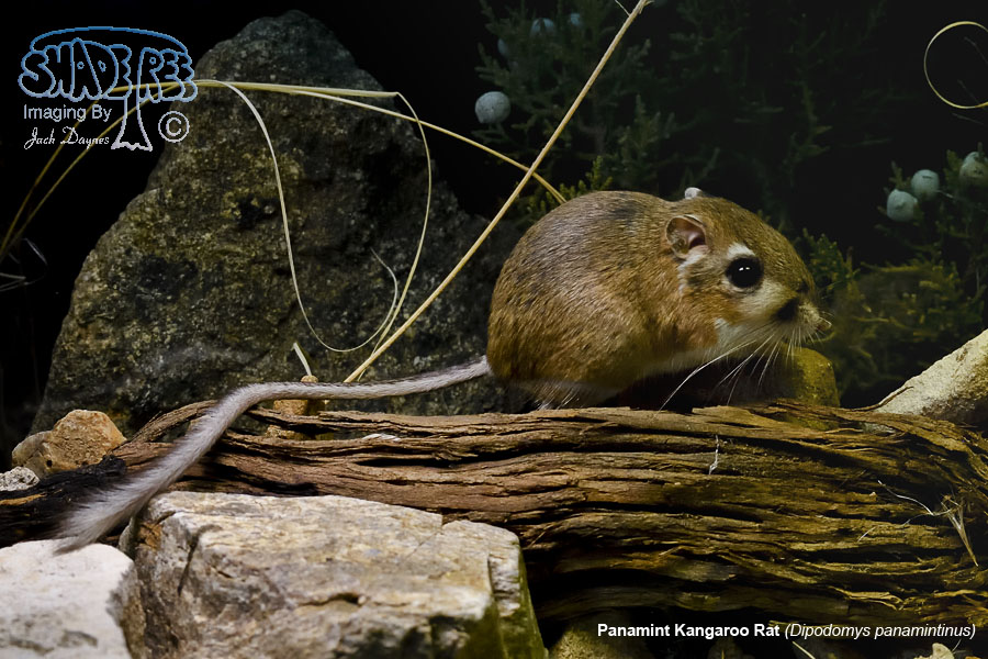 Panamint Kangaroo Rat - Dipodomys panamintinus