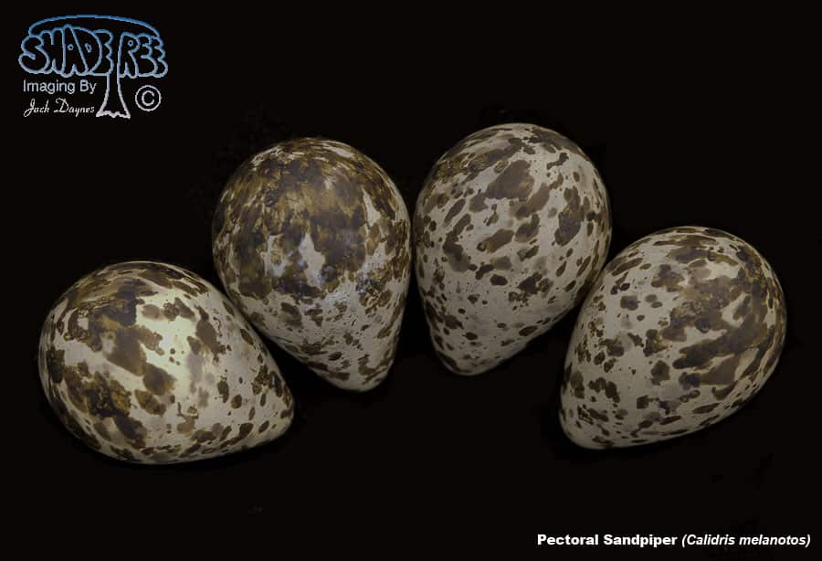 Pectoral Sandpiper - Calidris melanotos